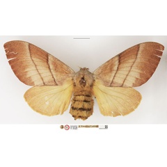 /filer/webapps/moths/media/images/B/bilinea_Pachypasa_HT_NHMUK.jpg