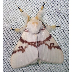 /filer/webapps/moths/media/images/C/castaneostriata_Lymantica_AM_Bippus.jpg