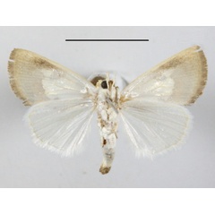 /filer/webapps/moths/media/images/A/argyroplaga_Westermannia_A_MGCLb_01.JPG