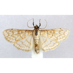 /filer/webapps/moths/media/images/F/fulvilinealis_Pyrausta_AM_Agassiz_02.jpg