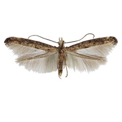 /filer/webapps/moths/media/images/L/lucae_Xyrosaris_HT_Agassiz.jpg