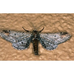 /filer/webapps/moths/media/images/G/grisea_Eulycia_M_Roland_01.jpg