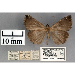 /filer/webapps/moths/media/images/V/verticalis_Hypena_PLTF_OUMNH_02.jpg