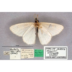 /filer/webapps/moths/media/images/A/attenuata_Nemoria_HT_OUMNH_02.jpg