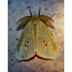 /filer/webapps/moths/media/images/F/fulvinotata_Crorema_A_Roland_01.jpg
