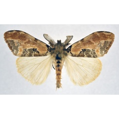 /filer/webapps/moths/media/images/B/basalis_Olene_AM_NHMO.jpg