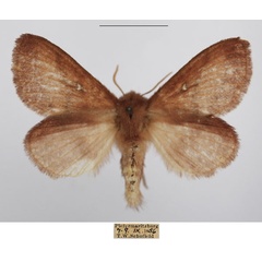 /filer/webapps/moths/media/images/R/reducta_Euwallengrenia_AF_TMSA_01.jpg