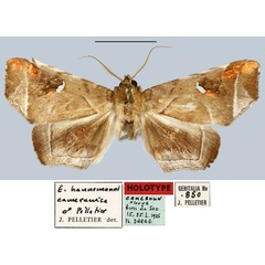 /filer/webapps/moths/media/images/C/camerunica_Episparis_HT_MNHN.jpg