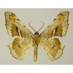 /filer/webapps/moths/media/images/T/tetracantha_Xenimpia_HT_ZSMb.jpg