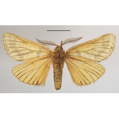 /filer/webapps/moths/media/images/L/latipennis_Phalera_A_MGCLb_01.JPG