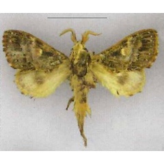 /filer/webapps/moths/media/images/F/ferlina_Odontocheilopteryx_HT_ZSM.jpg