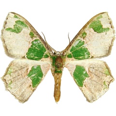 /filer/webapps/moths/media/images/V/viridimacula_Archichlora_AM_MCJM.jpg