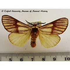 /filer/webapps/moths/media/images/V/venata_Anaphe_A_OUMNH_01.jpg