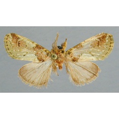 /filer/webapps/moths/media/images/J/jaspidea_Boscawenia_A_RMCA_03.jpg