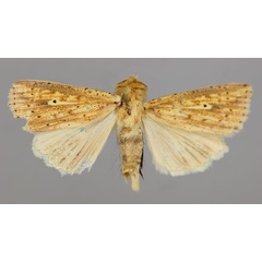 /filer/webapps/moths/media/images/P/pyrausta_Mythimna_A_RMCA_01.jpg