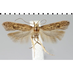 /filer/webapps/moths/media/images/F/feraxoides_Parapsectris_HT_ZMHB.jpg