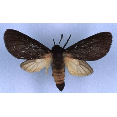 /filer/webapps/moths/media/images/H/heringi_Metarctia_AT_RMCA_03.jpg