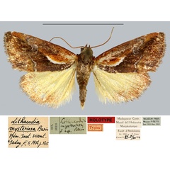 /filer/webapps/moths/media/images/M/mysteriosa_Lithacodia_HT_MNHN.jpg