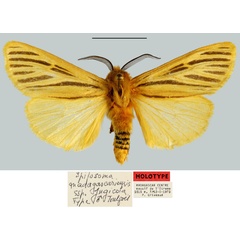 /filer/webapps/moths/media/images/J/jugicola_Spilosoma_HT_MNHN.jpg