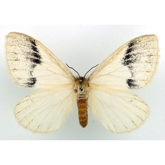 /filer/webapps/moths/media/images/A/alba_Phiala_AF_Basquin.jpg
