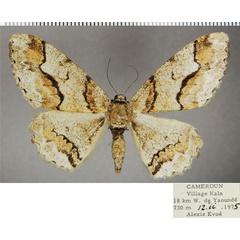 /filer/webapps/moths/media/images/M/monogrammaria_Colocleora_AF_ZSM.jpg