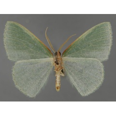 /filer/webapps/moths/media/images/F/furcata_Heterorachis_PT_ZSM_02.jpg