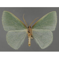 /filer/webapps/moths/media/images/F/furcata_Heterorachis_PT_ZSM_02.jpg