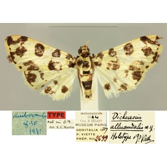 /filer/webapps/moths/media/images/A/alluaudalis_Dichocrocis_HT_MNHN_ixExSx8.jpg