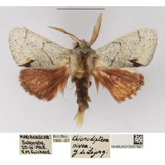 /filer/webapps/moths/media/images/N/nivea_Chionodiptera_AM_NHMUK_01.jpg