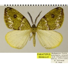 /filer/webapps/moths/media/images/M/muscosa_Hylemera_PTM_ZSMa.jpg