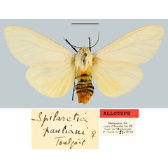 /filer/webapps/moths/media/images/P/pauliani_Spilarctia_AT_MNHN.jpg