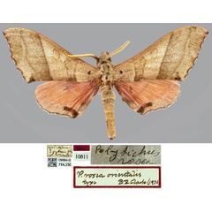/filer/webapps/moths/media/images/O/orientalis_Polyptychus_HT_CMNHa.jpg