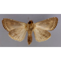 /filer/webapps/moths/media/images/L/lucia_Tracheplexia_A_RMCA_02.jpg