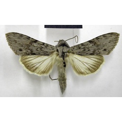 /filer/webapps/moths/media/images/T/terensis_Cucullia_AM_TMSA_01.jpg