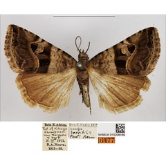 /filer/webapps/moths/media/images/T/terribilis_Ozarba_PTM_NHMUK_02.jpg