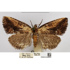 /filer/webapps/moths/media/images/D/diascia_Deltote_AF_NHMUK.jpg