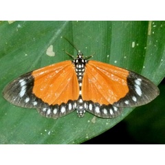 /filer/webapps/moths/media/images/H/helcita_Aletis_A_Catchick.JPG