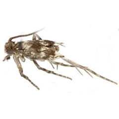 /filer/webapps/moths/media/images/G/grayi_Erechthias_AM_Davis_02.jpg