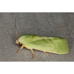 /filer/webapps/moths/media/images/I/insulana_Earias_A_Heyns_03.JPG