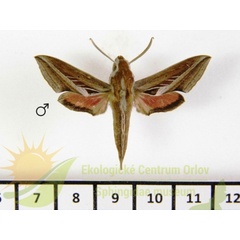 /filer/webapps/moths/media/images/C/charis_Basiothia_AM_SMCR_01.jpg