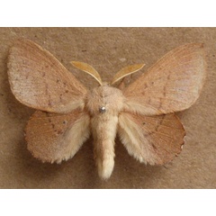 /filer/webapps/moths/media/images/C/cymographa_Stenophatna_A_Butler.JPG