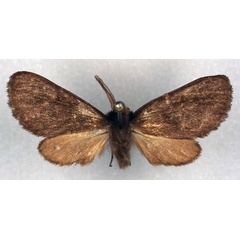 /filer/webapps/moths/media/images/P/paniscus_Metarctia_HT_RMCA_03.jpg