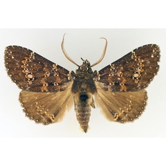 /filer/webapps/moths/media/images/S/semifimbria_Facidina_AM_TMSA_01.jpg