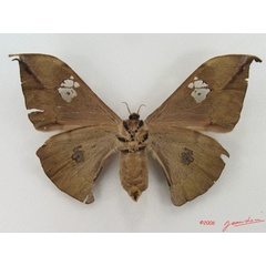 /filer/webapps/moths/media/images/L/luminosa_Orthogonioptilum_AF_Albertb_01.jpg