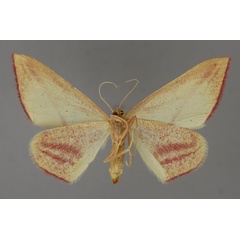 /filer/webapps/moths/media/images/E/extenuata_Chloryrethra_A_ZSM_02.jpg