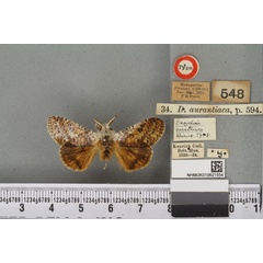 /filer/webapps/moths/media/images/A/aurantiaca_Dasychira_HT_BMNHa.jpg