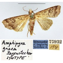 /filer/webapps/moths/media/images/G/grisea_Amphipyra_HT_ZMHB.jpg