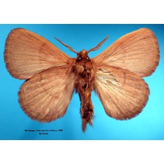 /filer/webapps/moths/media/images/B/brunnea_Bombycopsis_HT_SNHMb.jpg