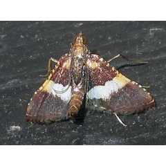 /filer/webapps/moths/media/images/M/mesenterialis_Endotricha_AM_Bippus.jpg
