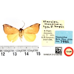 /filer/webapps/moths/media/images/M/monosema_Marcipa_HT_BMNH.jpg
